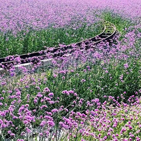 趁着空闲去花海
