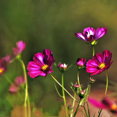 波斯菊