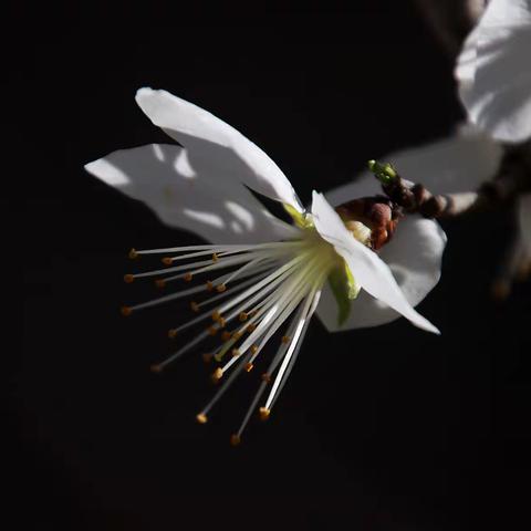 春之韵   花间雀