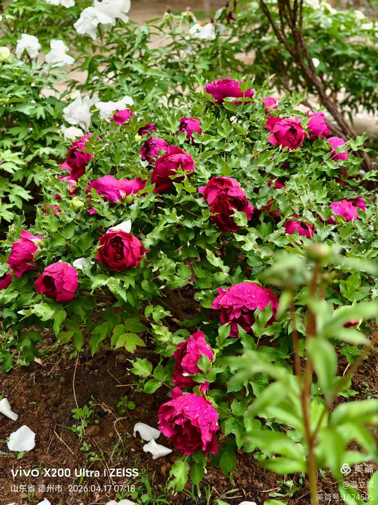 叶兆信·老宅写生记 | 从庭院到宣纸，用笔墨定格牡丹最美绽放瞬间