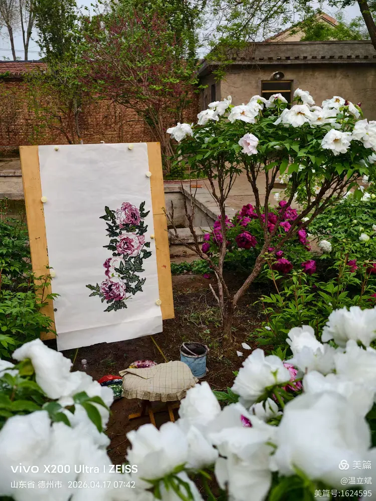 叶兆信·老宅写生记 | 从庭院到宣纸，用笔墨定格牡丹最美绽放瞬间