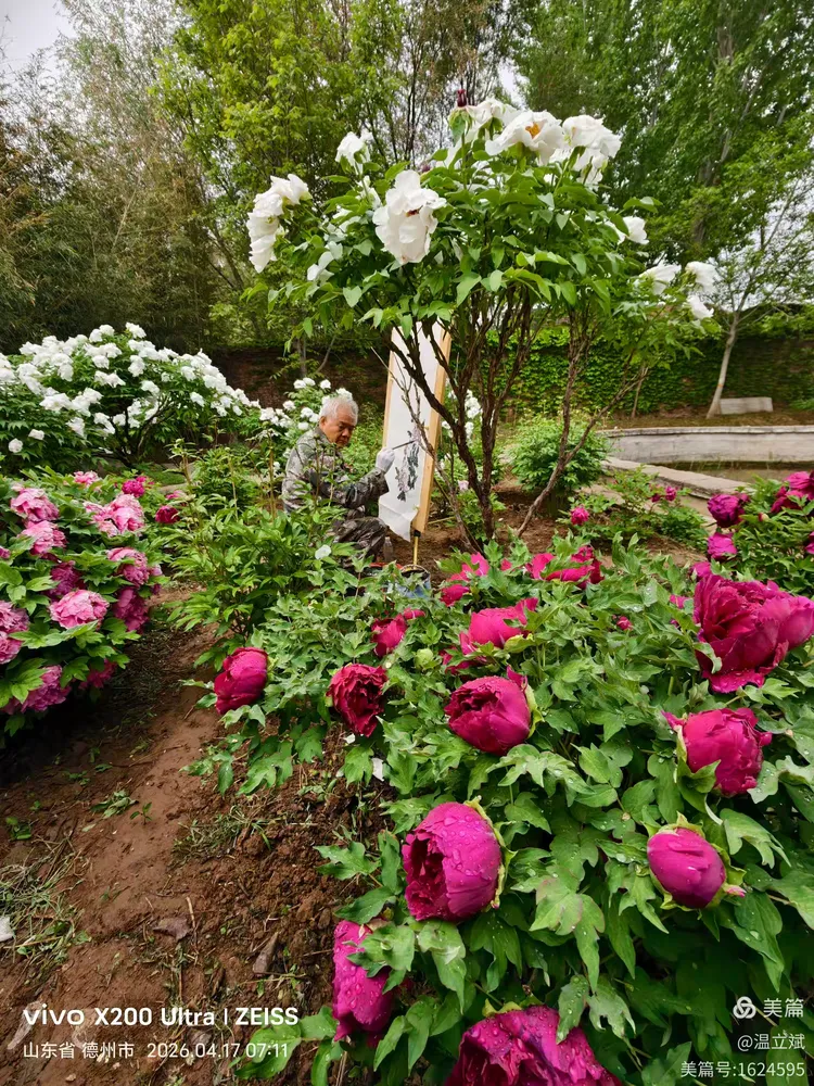 叶兆信·老宅写生记 | 从庭院到宣纸，用笔墨定格牡丹最美绽放瞬间