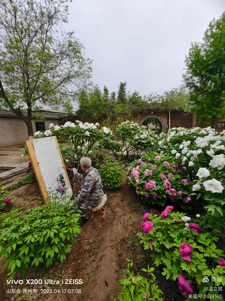 叶兆信·老宅写生记 | 从庭院到宣纸，用笔墨定格牡丹最美绽放瞬间