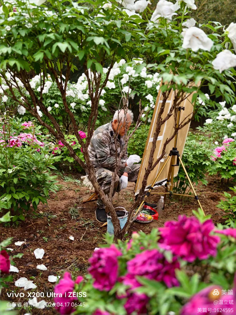 叶兆信·老宅写生记 | 从庭院到宣纸，用笔墨定格牡丹最美绽放瞬间