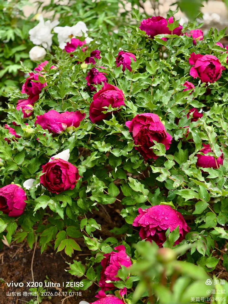 叶兆信·老宅写生记 | 从庭院到宣纸，用笔墨定格牡丹最美绽放瞬间