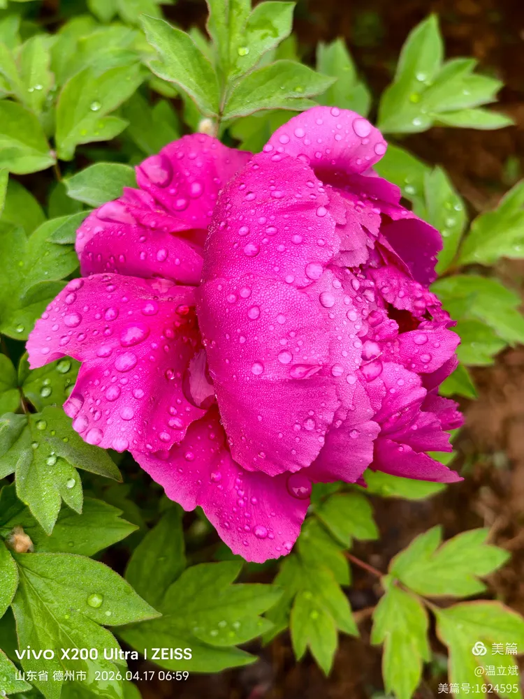 叶兆信·老宅写生记 | 从庭院到宣纸，用笔墨定格牡丹最美绽放瞬间