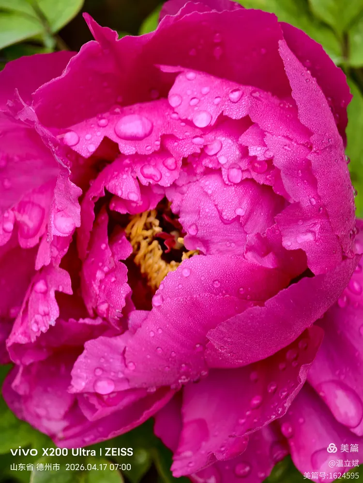 叶兆信·老宅写生记 | 从庭院到宣纸，用笔墨定格牡丹最美绽放瞬间