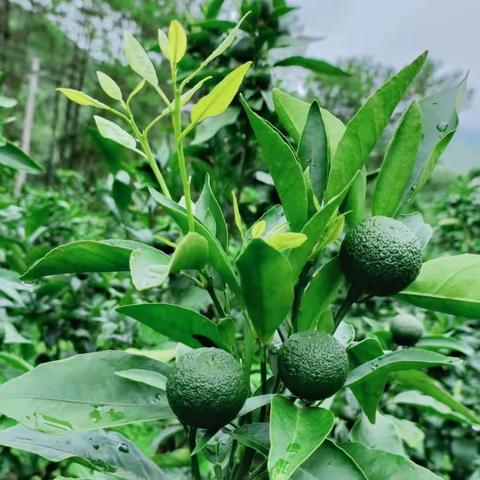 关于放秋稍的时间与方案