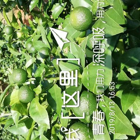 保山丙麻乡河西李玉成用金正肥效果反馈
