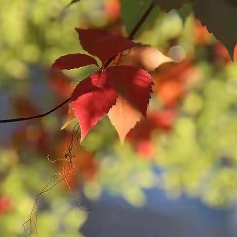 图片故事：《小苑秋浓》