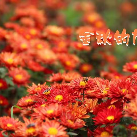 图片故事：《金秋的旗帜》