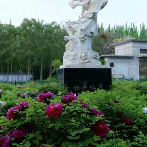 达活泉公园牡丹花盛开的时候！
