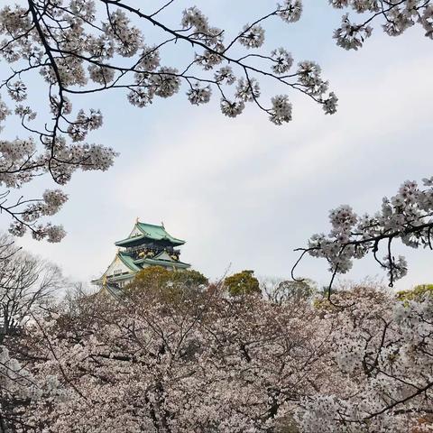 🌸樱花🌸，满开在日本各地