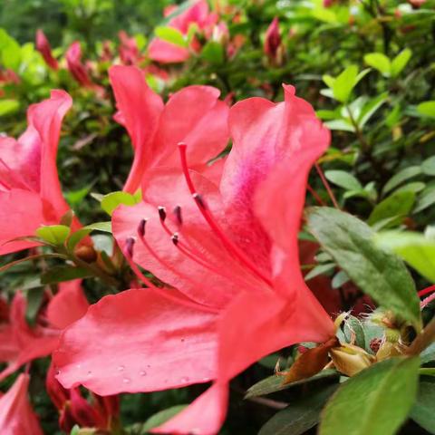 俏也不争春，只把春来报