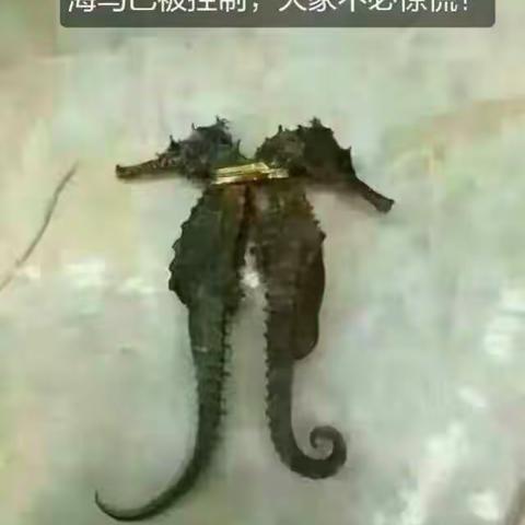 海马，你怎么这么窝囊