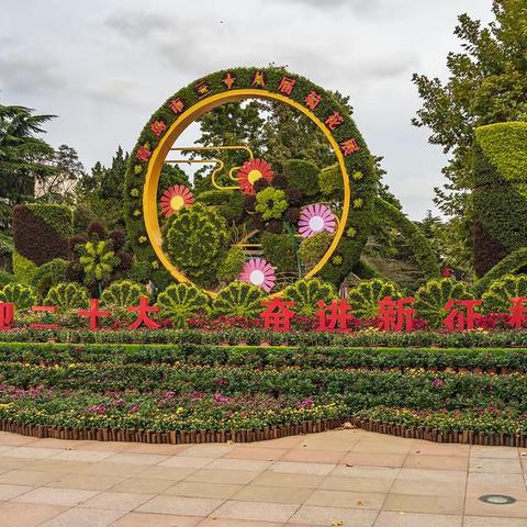 寒菊傲霜挺立