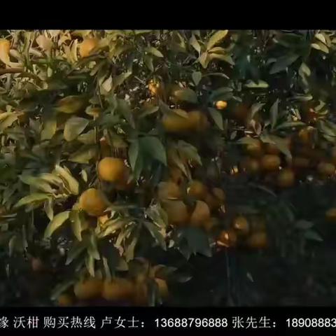 柑心情缘沃柑