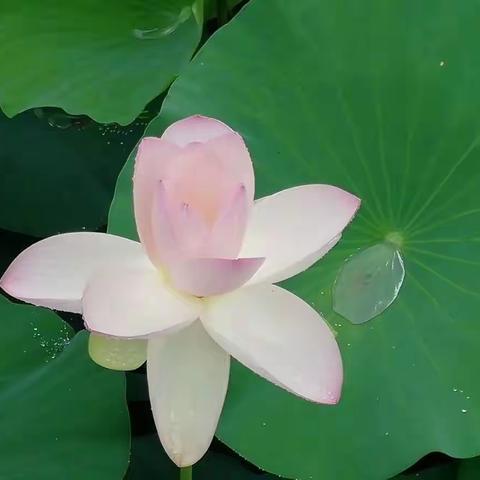 多年的梦，心中的痛！