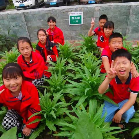 收菜了——拱星学校四一班种的莴笋成熟了