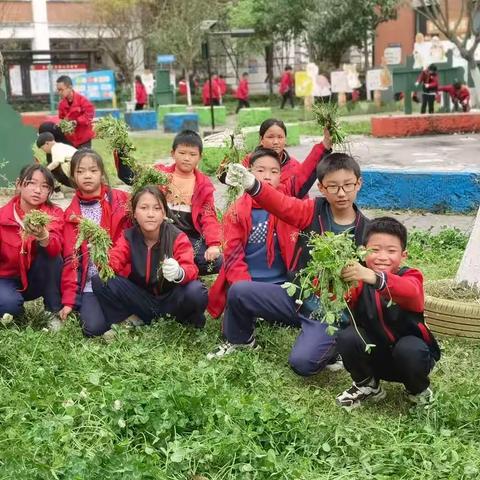 美丽校园，我能行——拱星学校劳动实践活动小记