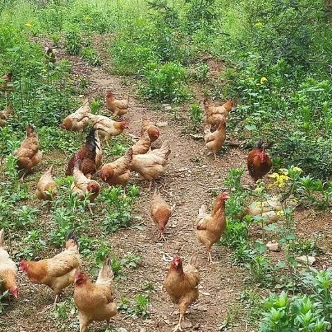 探访深山养鸡场