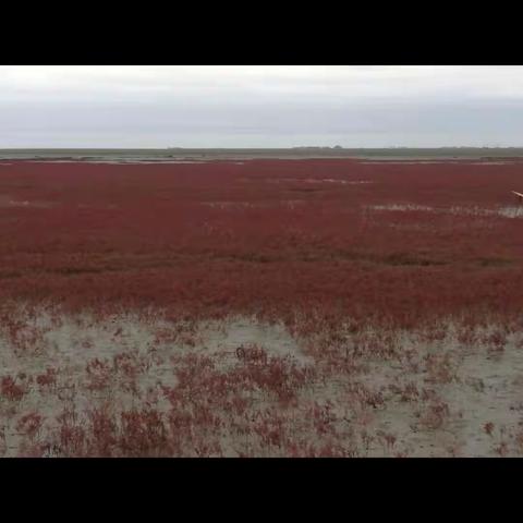 十一出游红海滩