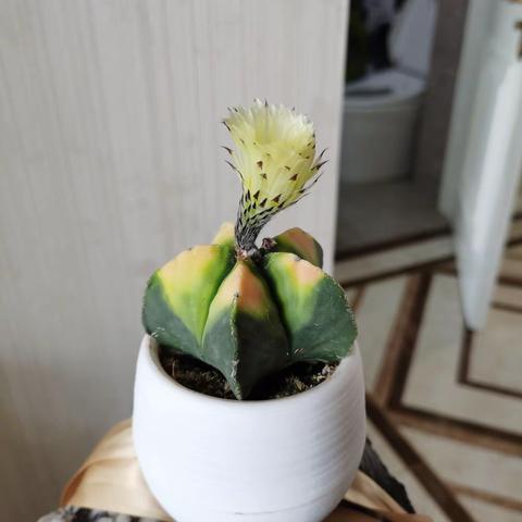 孤独绽放的花儿啊 你真的很美🍒🍒