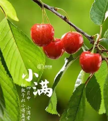 农家小满天   幽草胜花时