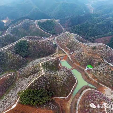 春天赏梅 ，踏春之约