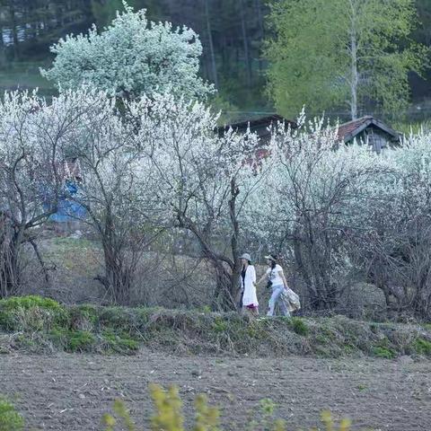 希望的田野
