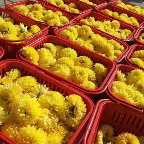 采菊东篱下，悠然见南山☀——记大班采菊活动