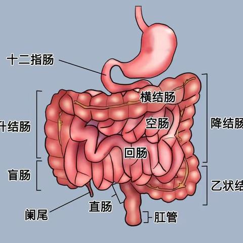 了解肠息肉病理知识，注重肠道健康