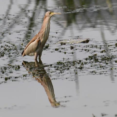 黄斑苇鳽