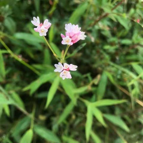 福安师范附小四(6) 班雏鹰小队国庆活动———坦洋研学