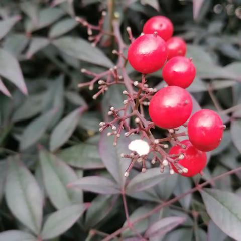 《南天竹》：叶片隨季绿变红  串串红果秋至冬