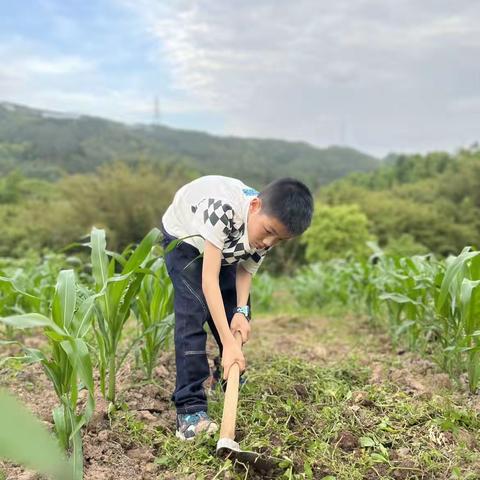 我爱自然，体验劳动