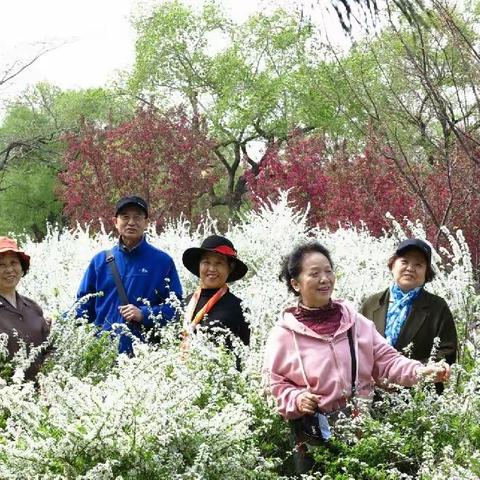 想起那年花开时
