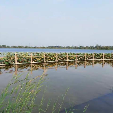 初秋安国湿地游