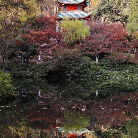 层林尽染、又到漫山红叶时—-