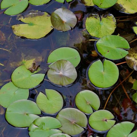 争艳的睡莲。睡莲（学名：Nymphaea tetragona）：睡莲是多年生浮叶型水生草本植物，根状茎肥厚，直立或匍匐。