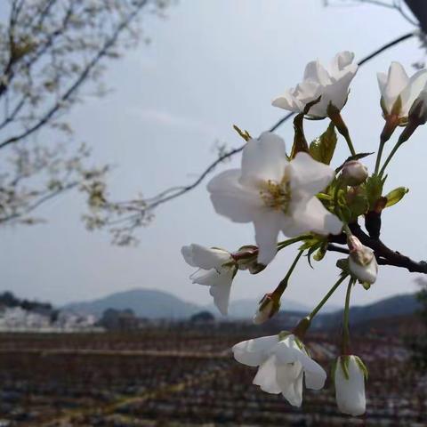 三月樱花美