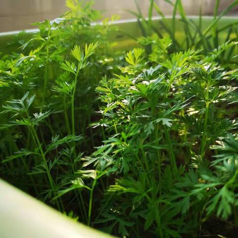 六1班  🐮“气”冲天之青青园中葵