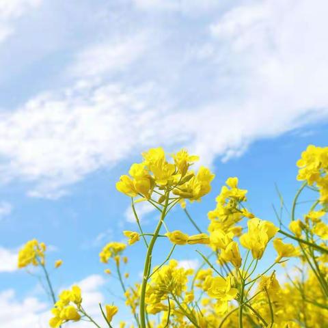 《携手同行，未来可期》-🌻济南市市中区大舜童盟西和幼儿园（推荐篇十一）