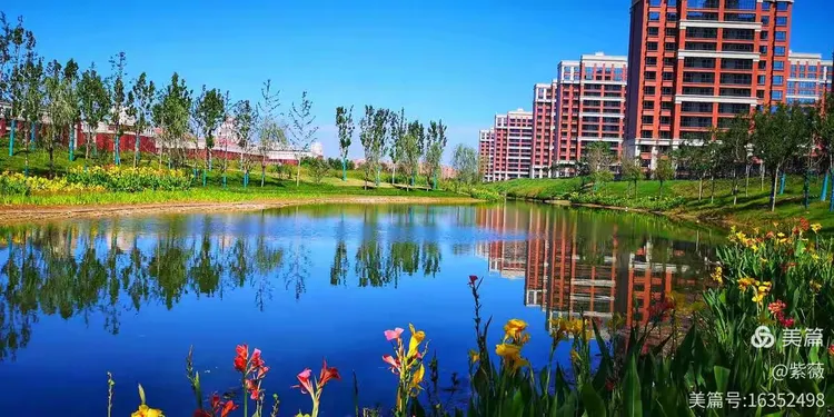 4米造型油松价格