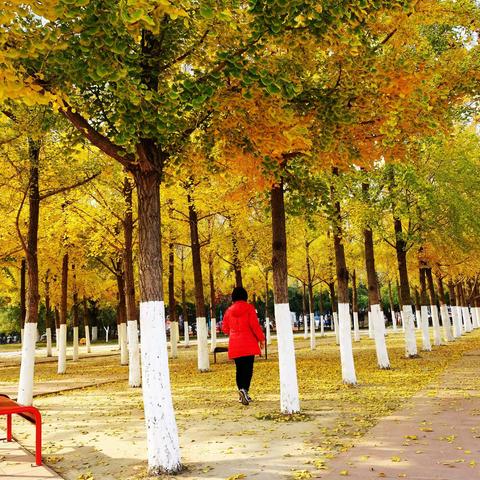 赏秋在北京