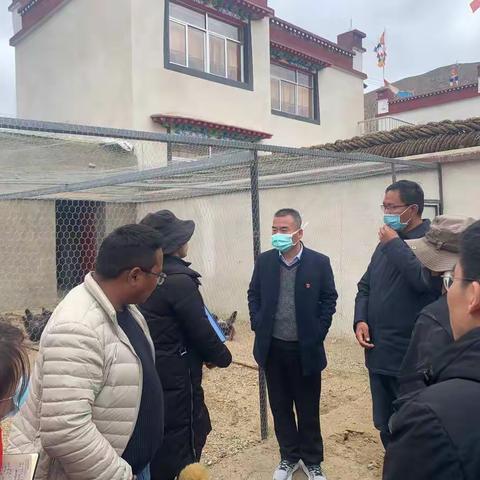 南木林县政府主要领导赴土布加乡调研指导人行驻村点藏鸡养殖项目开展情况