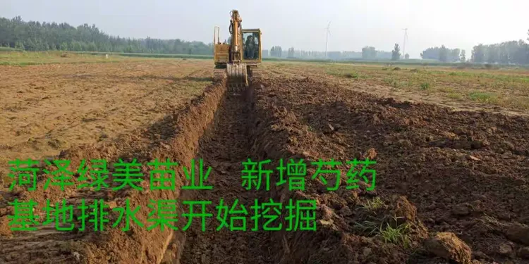 牡丹种苗价格及图片欣赏