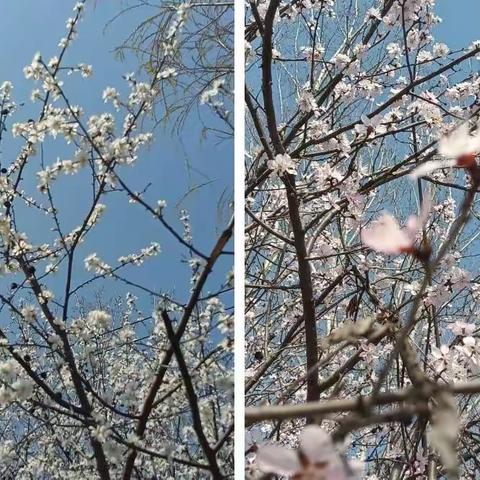 停课不停学，我们在一起。🌸新集镇常陈庄小学二年级空中课堂。