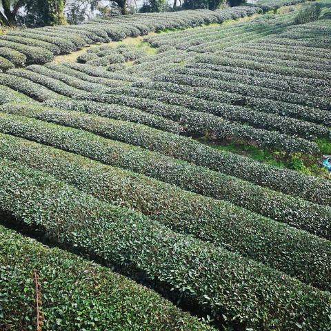 你的心决定茶的味道