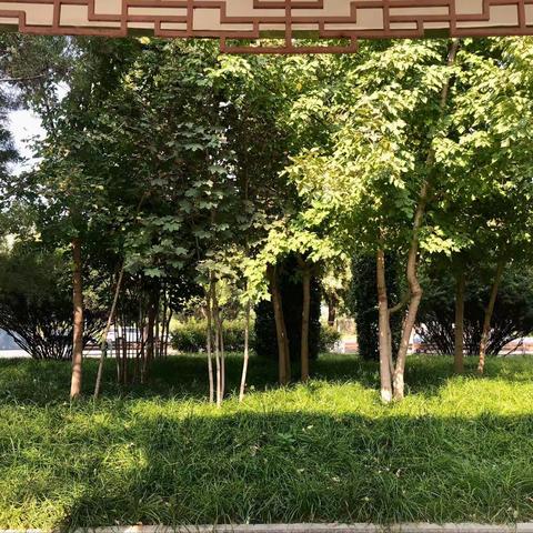 夏日夜晚的萤火虫